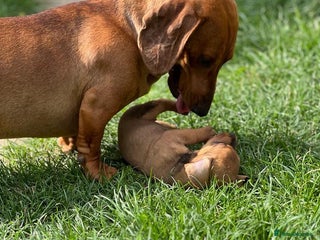 Dachshund dogs - Advert 1