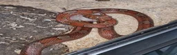 Corn Snake reptiles for sale: Breeding pair corn snakes & enclosure/incubator  in Saltcoats - Advert 5