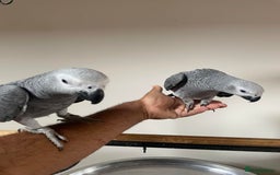 Parrots birds for sale: Friendly Hand Reared Super Cuddly African Greys - Image 1