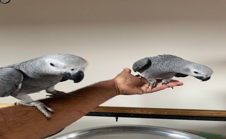 Parrots birds - Advert 12