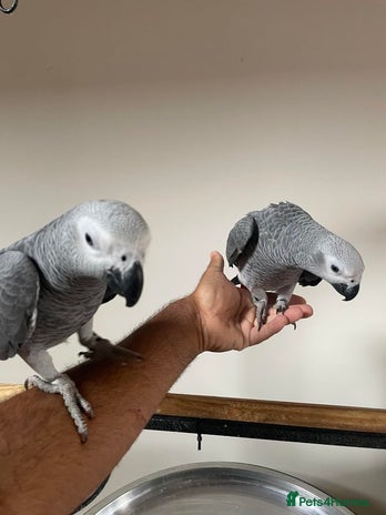 Parrots birds - Advert 12