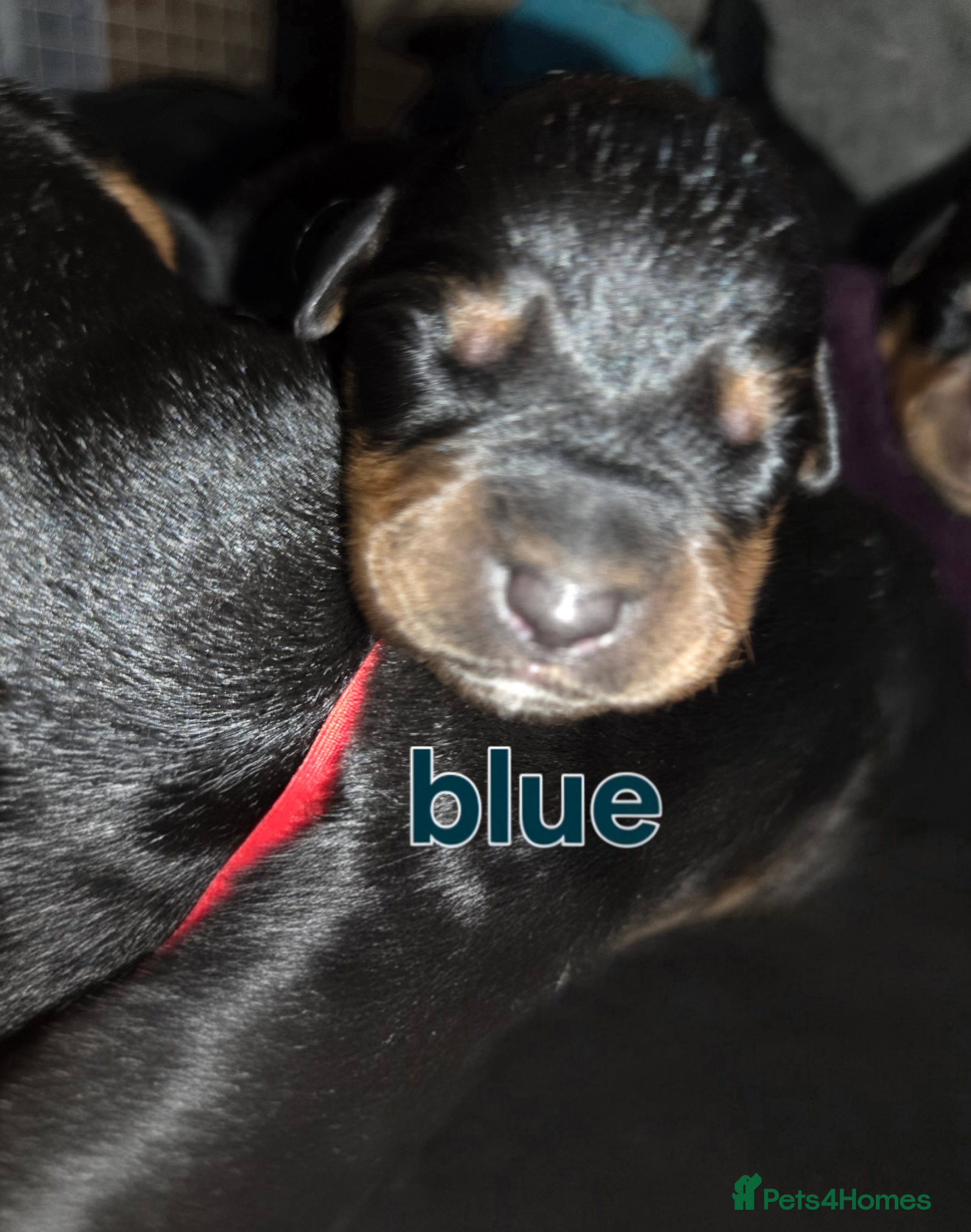 Rottweiler dogs for sale: Beautiful rottweiler puppies  - Advert 9
