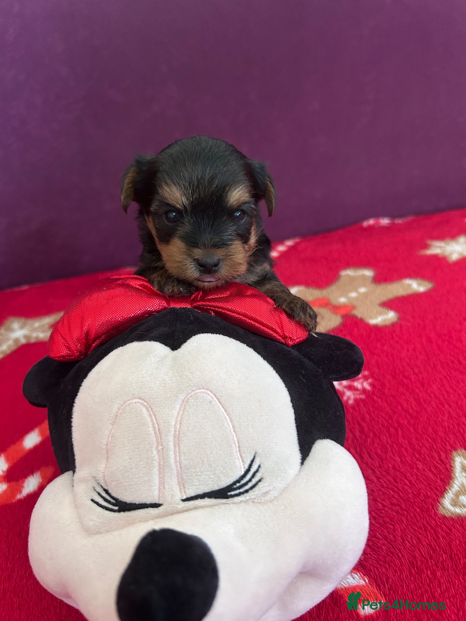 Yorkshire Terrier dogs for sale: Yorkshire Terrier puppiers - Advert 3