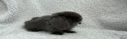 Mini Lop rabbits for sale: Last 2 plush lops available to reserve - Advert 23
