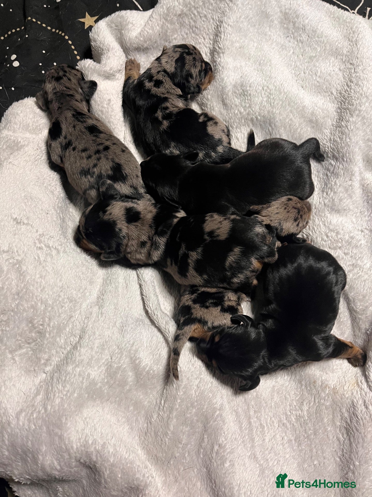 Mixed Breed dogs Stunning daxi cross pups  - Advert 11