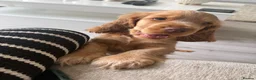 Cocker Spaniel dogs for sale: Gorgeous Golden Show-Type Cocker Spaniel Ready Now - Advert 2