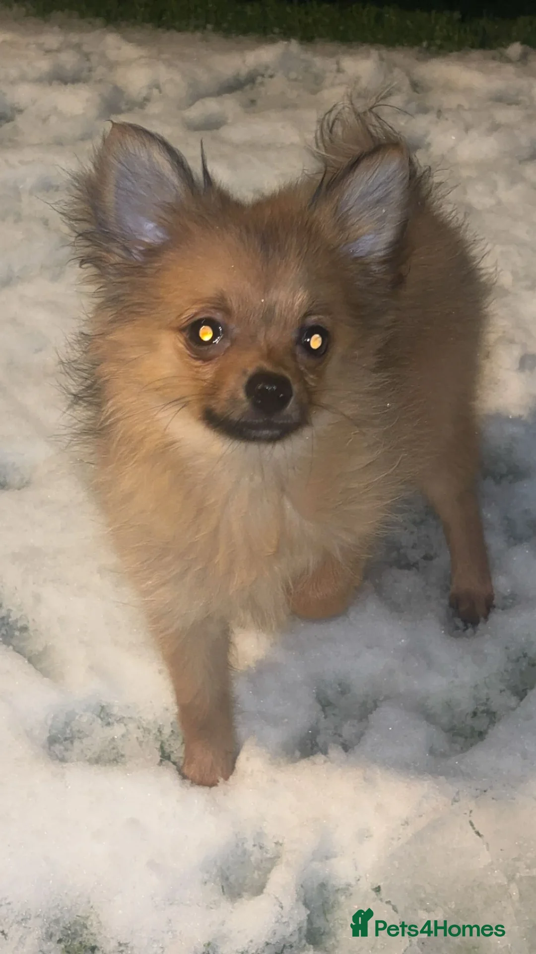 Pomchi dogs for sale: Gorgeous 3 month old Female Pomchi - Advert 3