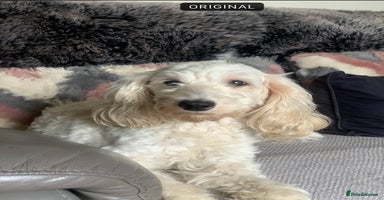 Cockapoo dogs - Advert 7