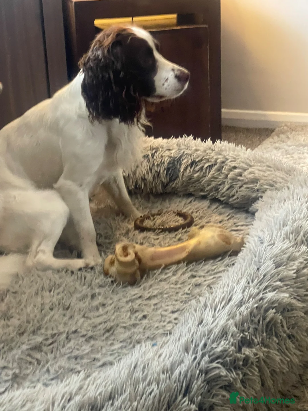 Cocker Spaniel dogs for sale: cocker spaniels  - Advert 6