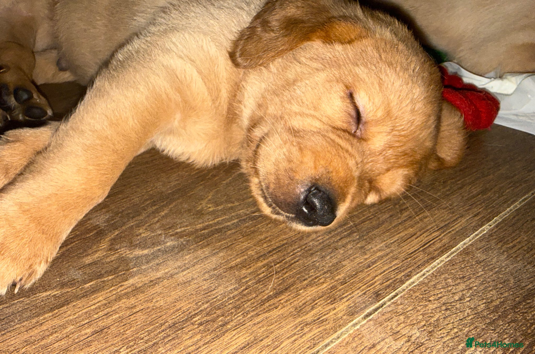 Labrador Retriever dogs Fox red and yellow/white Labrador pups - Advert 1