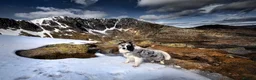 Border Collie dogs for stud: Show line blue merle border collie for stud - Advert 6