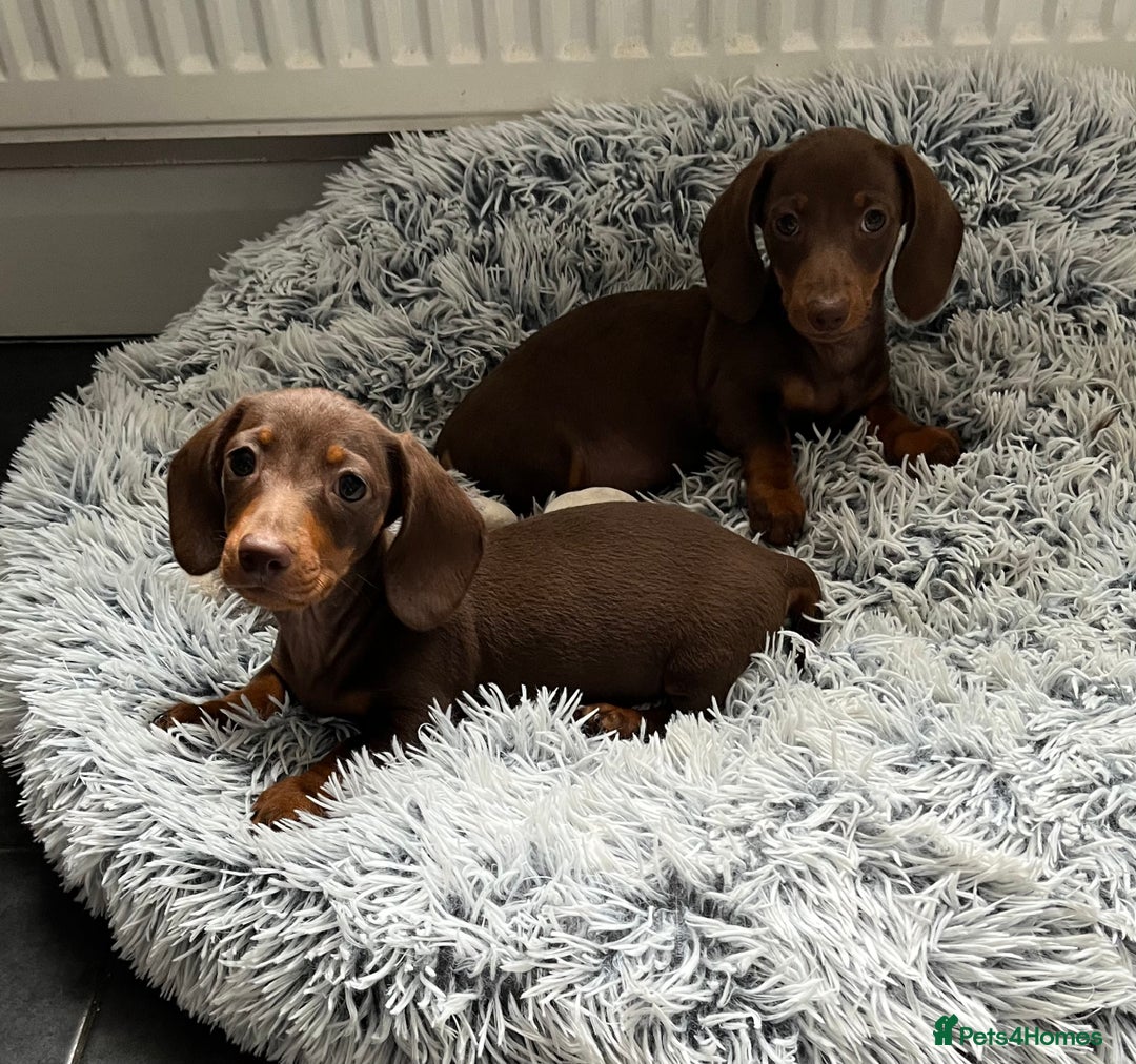 Miniature Dachshund dogs for sale: READY NOW - short haired miniature dachshunds  - Image 21