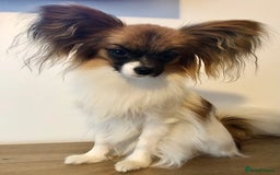 Papillon dogs for sale: 1 beautiful papillon girl puppy for sale - Image 6