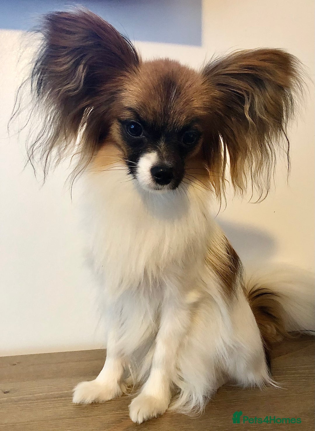 Papillon dogs for sale: 1 beautiful papillon girl puppy for sale - Image 6