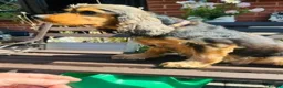 Cocker Spaniel dogs for sale: lyncham cocker spaniels - Advert 3