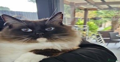 Ragdoll cats - Advert 12