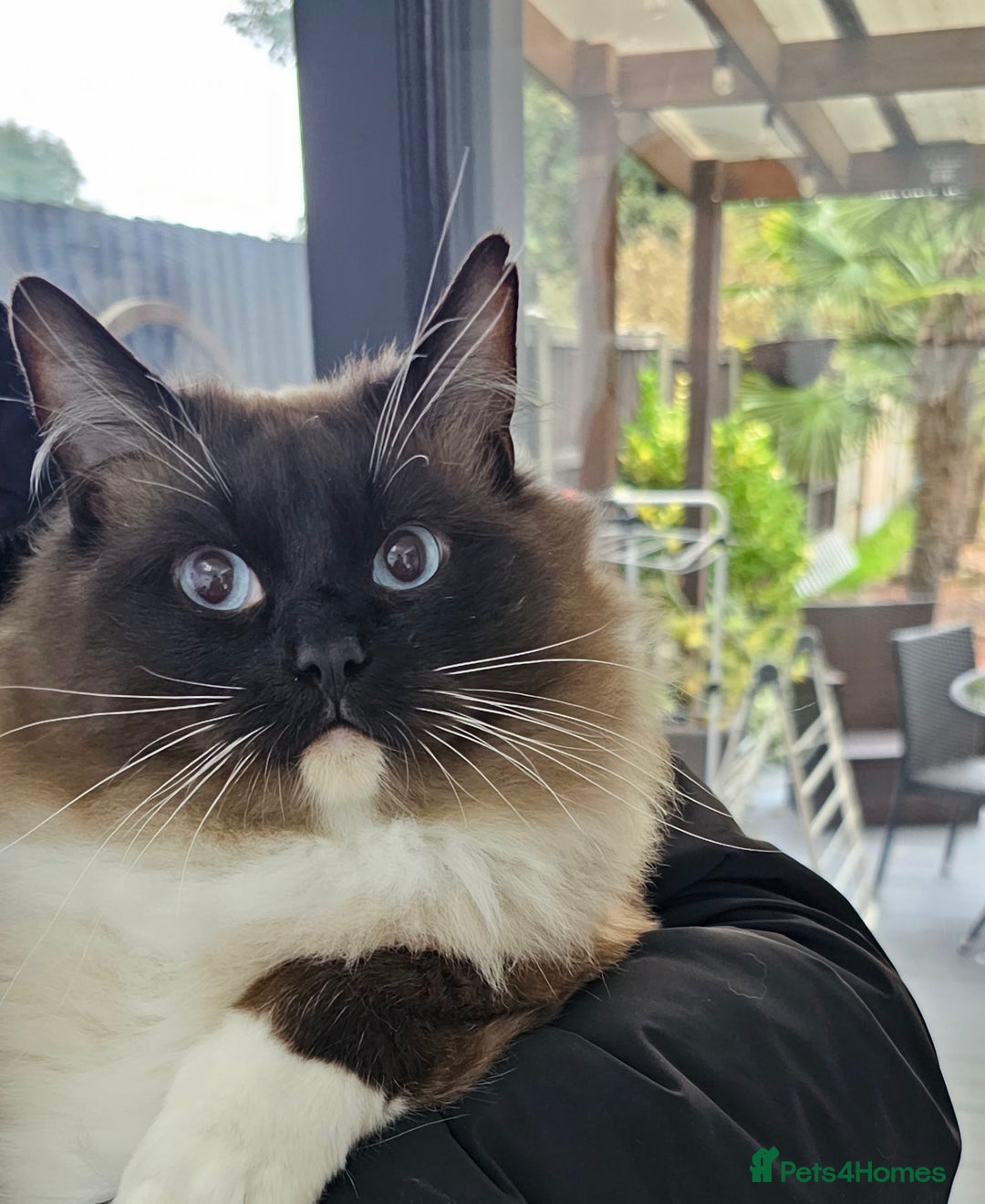 Ragdoll cats for sale: Stunning ragdoll kittens  - Image 3