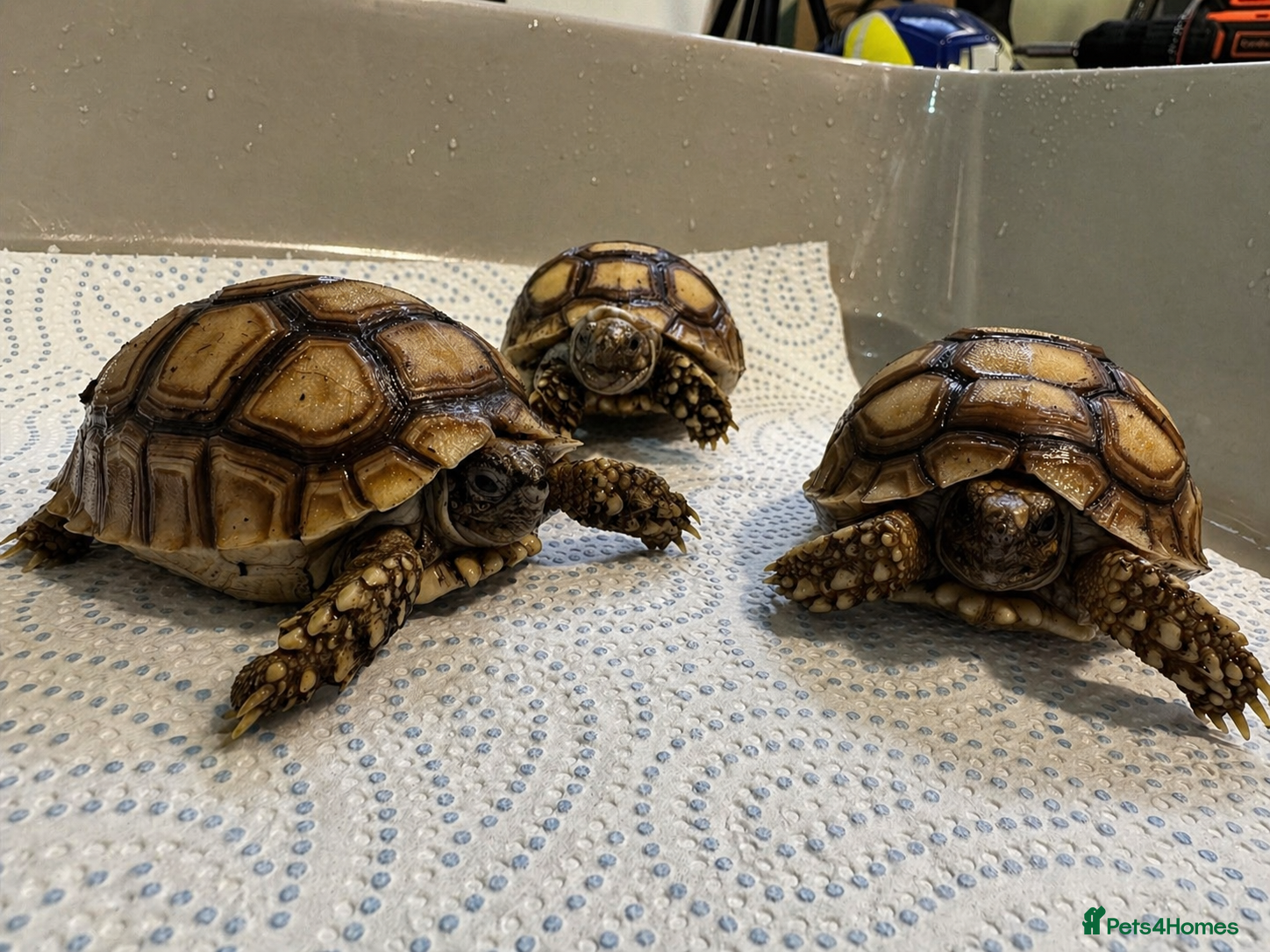 Tortoise reptiles Baby Sulcata Tortoises - Advert 2