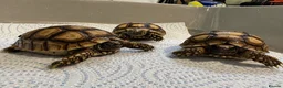 Tortoise reptiles for sale: Baby Sulcata Tortoises - Advert 3