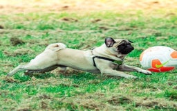 Pug dogs for stud: Handsome KC fawn Pug for stud - Image 1