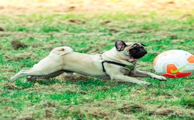Pug dogs - Advert 14