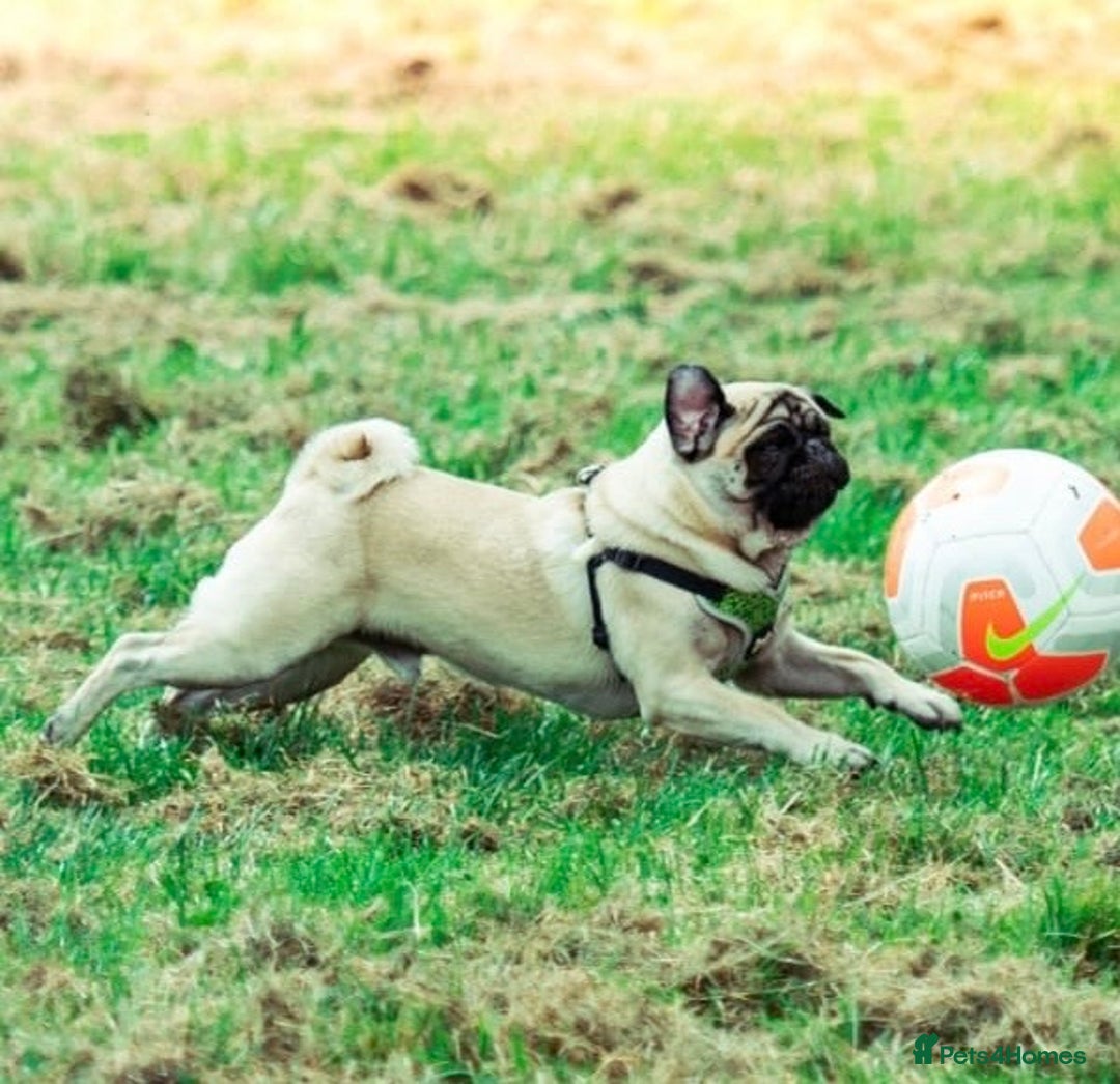 Pug dogs for stud: Handsome KC fawn Pug for stud - Image 1