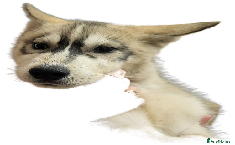 Siberian Husky dogs Husky puppies back up for sale  - Advert 3