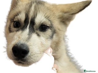 Siberian Husky dogs for sale: Husky puppies back up for sale - Advert 1