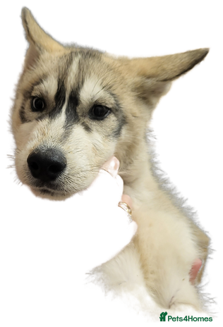 Siberian Husky dogs Husky puppies back up for sale - Advert 1