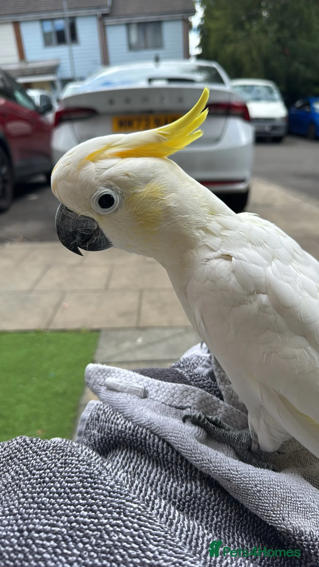 Cockatoo birds for sale: Two sulphur crested cockatoo's in Ashford - Advert 7