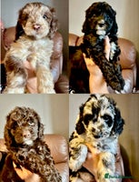 Cockapoo dogs - Advert 4