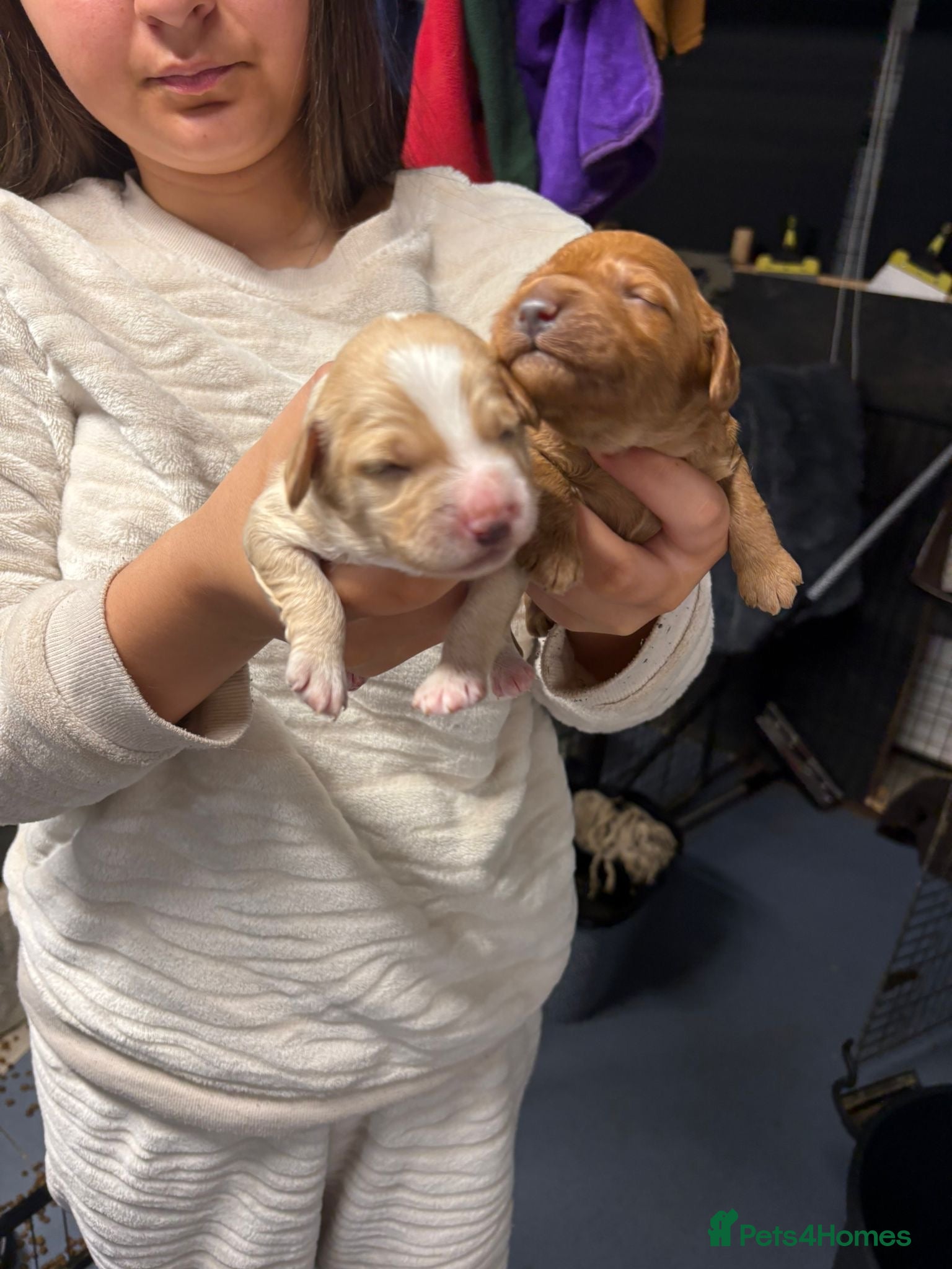 Cockapoo dogs F1 Cockapoos ..5🌟licenced breeder - Advert 1