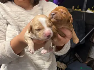 Cockapoo dogs for sale: F1 Cockapoos ..5🌟licenced breeder - Advert 2