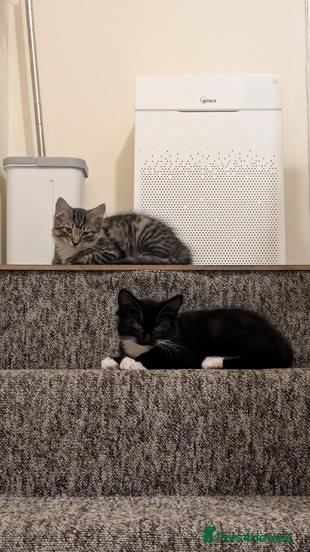 Mixed Breed cats for sale: 1 BEAUTIFUL KITTEN LEFT - 1 BOY! - Image 33