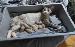 Ragdoll cats for sale: 6x Three quarter ragdolls - Advert 1