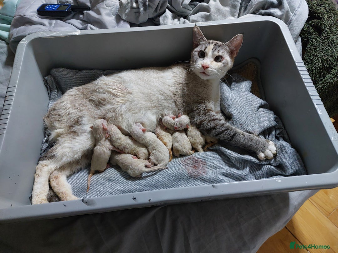 Ragdoll cats for sale: 6x Three quarter ragdolls - Advert 1