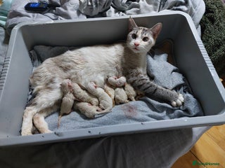 Ragdoll cats 6x Three quarter ragdolls - Advert 14