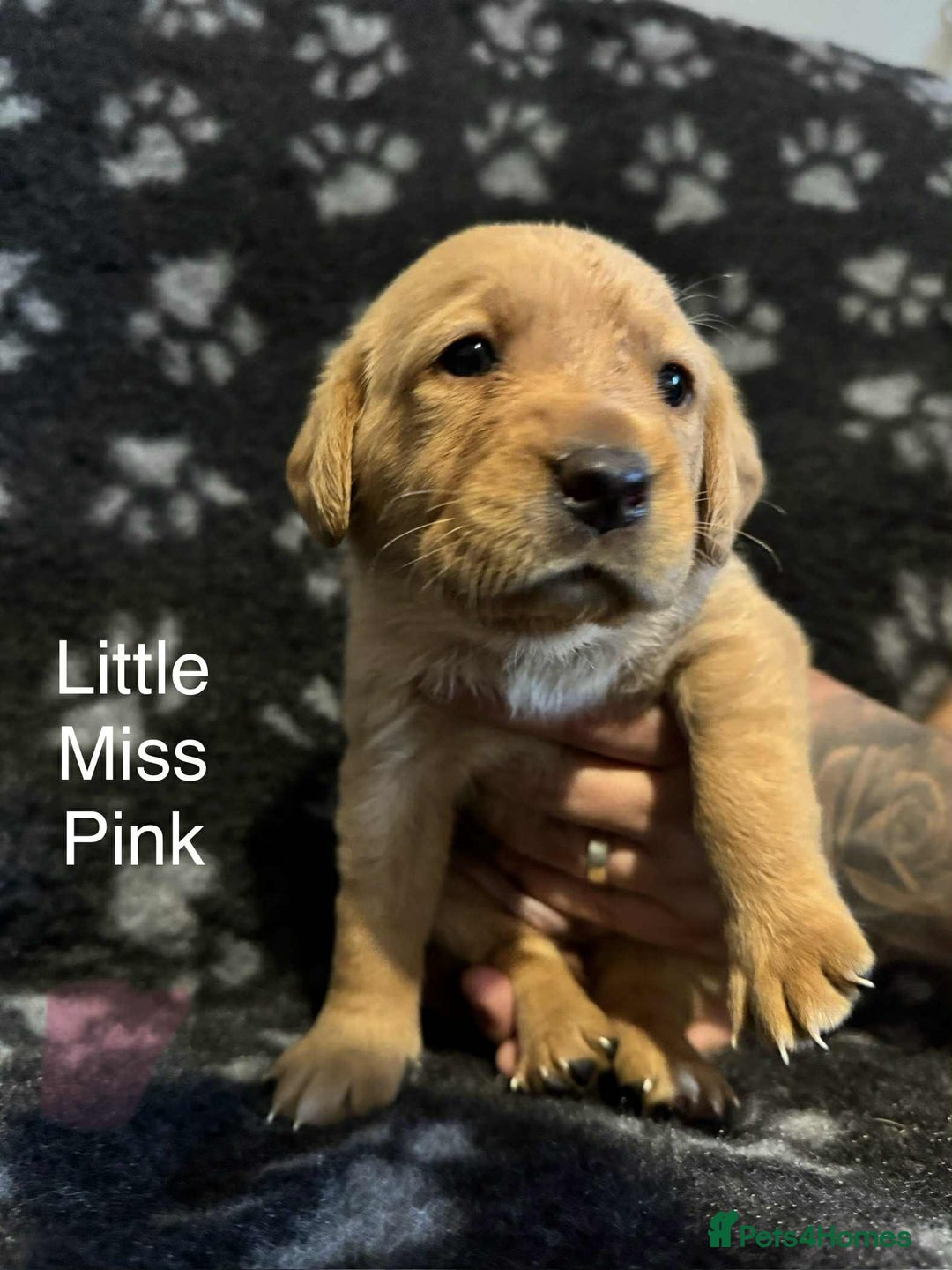 Labrador Retriever dogs for sale: Dudley Fox Red Labradors with FTCH in lineage - Advert 14