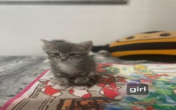 Mixed Breed cats for sale: Mix maine cone kittens  - Image 4