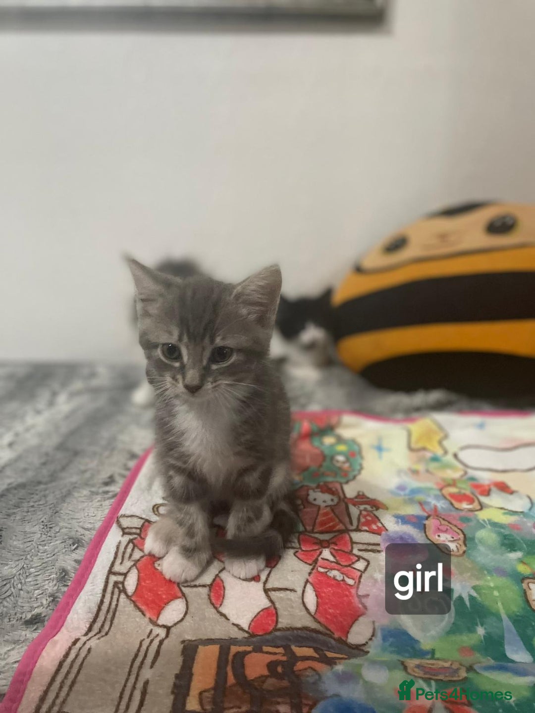 Mixed Breed cats for sale: Mix maine cone kittens  - Image 4
