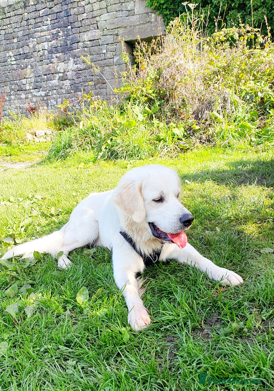 Golden Retriever dogs for stud: Stunning cream Golden Retriever for STUD in Lancaster - Advert 7