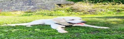 Golden Retriever dogs for stud: Stunning cream Golden Retriever for STUD - Advert 7