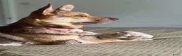 Mixed Breed dogs for adoption: ❤️🐶 RUBAH – PROFESSIONAL CUDDLE COLLECTOR in Ely - Advert 2
