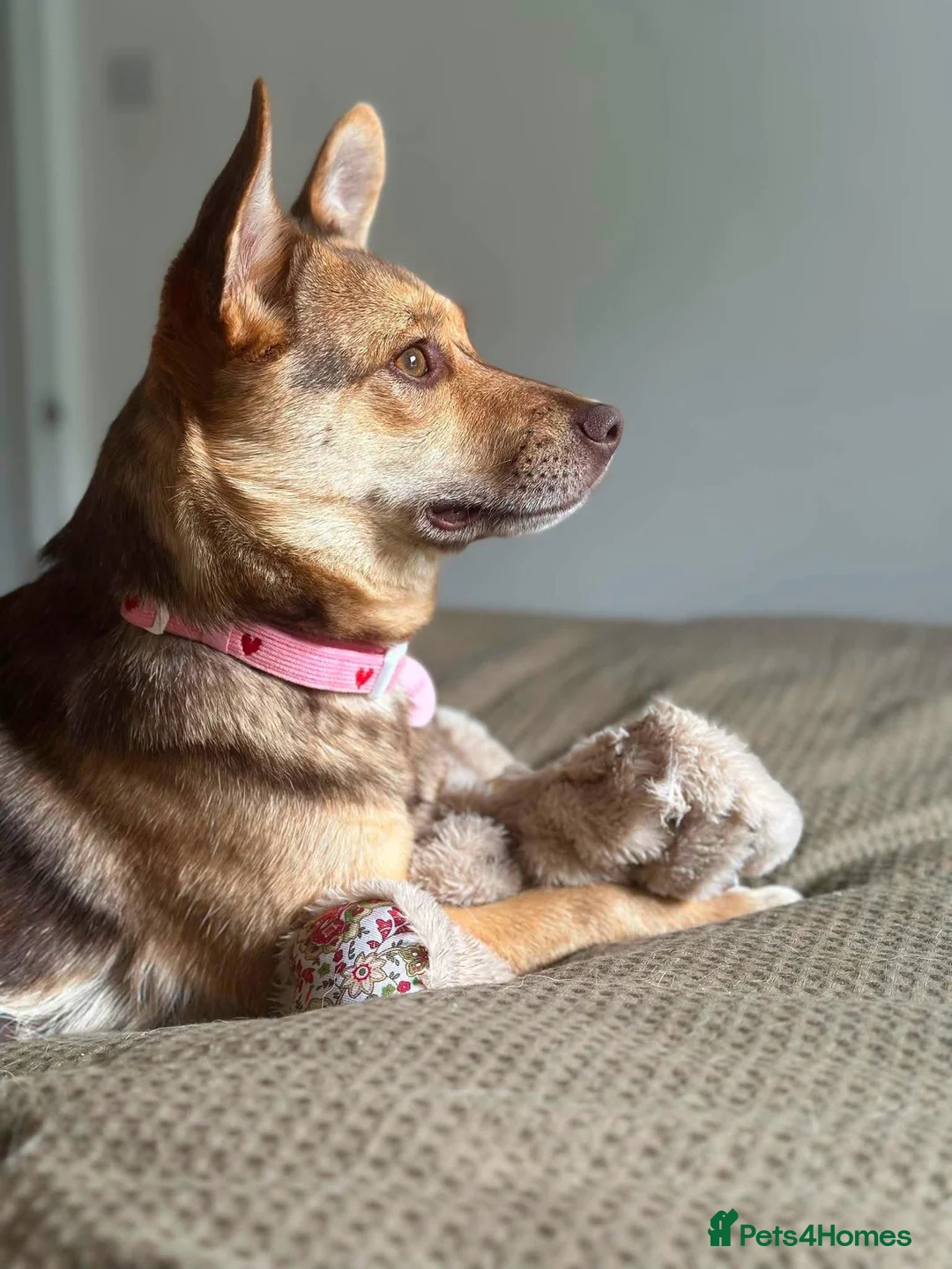 Mixed Breed dogs for adoption: ❤️🐶 RUBAH – PROFESSIONAL CUDDLE COLLECTOR in Ely - Advert 2