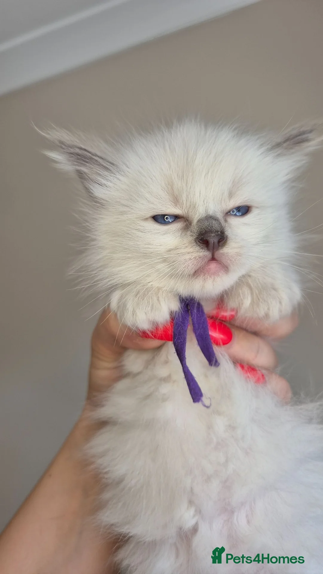 Ragdoll cats for sale: Our beautiful ragdolls 🐾 (ONLY 2 LEFT) - Advert 2
