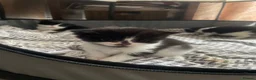 Domestic Shorthair cats for sale: Adorable tux kittens! - Advert 4
