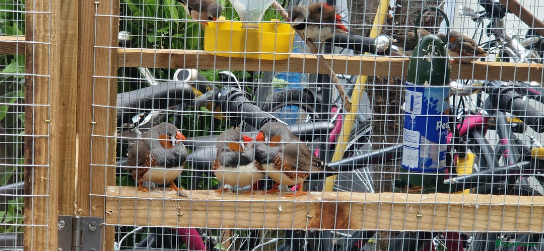 Finches birds for sale: Young Zebra finches for sale in East London E12 - Image 2