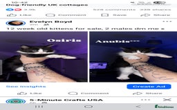 British Shorthair cats for sale: Kittens - Image 3