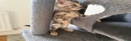 Bengal cats for sale: Rare Silver Grey Bengal TICA Kittens  - Advert 4