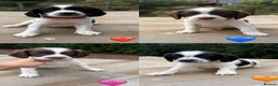 Sprocker dogs for sale: 4 lovely spaniel pups  in Wooler - Advert 2
